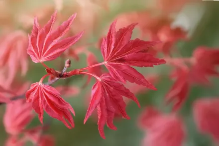 Клен японський Бені-Майко / Acer palmatum Beni-Maiko