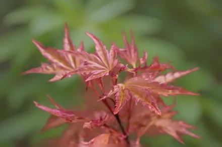 Клен японський Бені-Цукаса / Acer palmatum Beni-Tsukasa