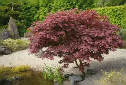 Клен японський Блудгуд / Acer palmatum Bloodgood