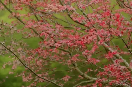 Клен японський Дешойо / Acer palmatum Deshojo