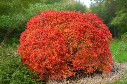Клен японський Дізсектум Атропурпуреум / Acer palmatum Dissectum Atropurpureum