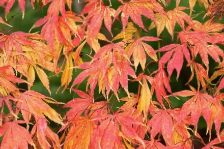 Клен японський Елеганс / Acer palmatum Elegans