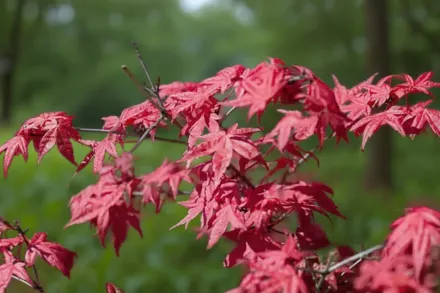 Клен японський Фаєрглоу / Acer palmatum Fireglow