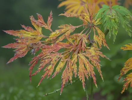 Клен японський Грін Каскад / Acer japonicum Green Cascade
