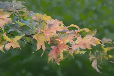 Клен японський Ічіґьоджі / Acer palmatum Ichigyoji