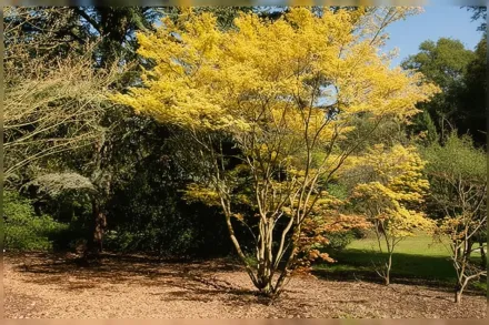 Клен японський Кацура / Acer palmatum Katsura