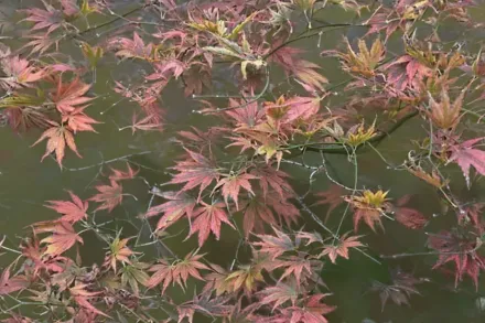 Клен японський Кінран / Acer palmatum Kinran