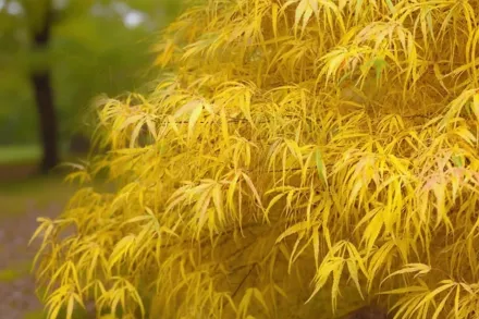 Клен японський Кото-но-іто / Acer palmatum Koto-no-ito
