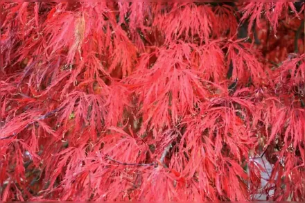 Клен японський Крімсон Квін / Acer palmatum Crimson Queen