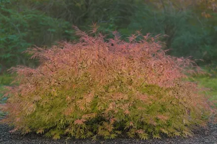 Клен японський Омуре-Яма / Acer palmatum Omure-Yama