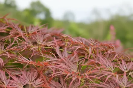 Клен японський Орнатум / Acer palmatum Ornatum