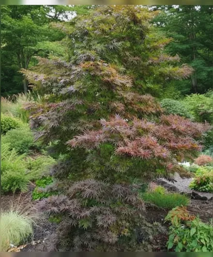 Клен японський Піксі / Acer palmatum Pixie