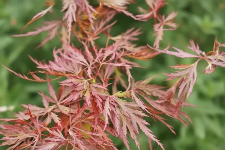 Клен японський Ред Драгон / Acer palmatum Red Dragon