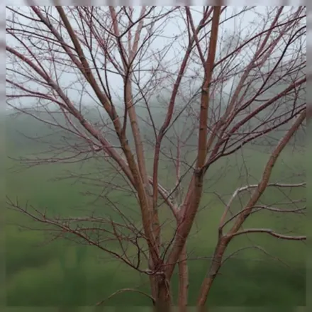 Клен японський Санго-Каку / Acer palmatum Sango-Kaku