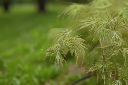 Клен японський Сейрю / Acer palmatum Seiryu