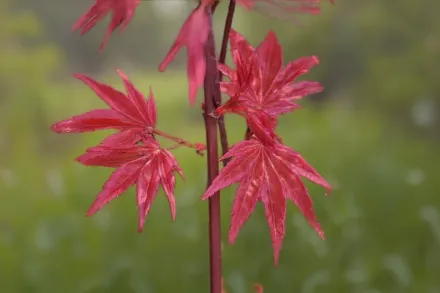 Клен японський Шін-Дешоджо / Acer palmatum Shin-Deshojo