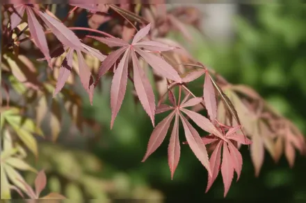 Клен японський Скітерс Брум / Acer palmatum Skeeter’s Broom