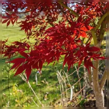 Клен японський Сумі-Нагаші / Acer palmatum Sumi-Nagashi