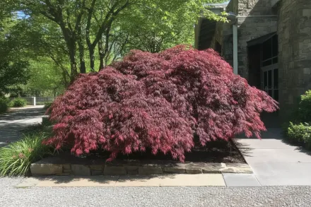 Клен японський Тамукейяма / Acer palmatum Tamukeyama