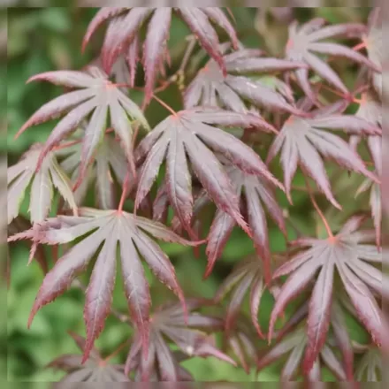 Trompenburg Acer palmatum / Клен японський Тромпенбург