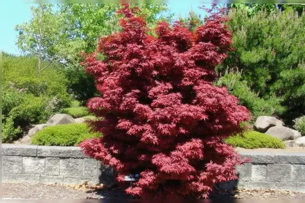 Twombly’s Red Sentinel Acer palmatum / Клен японський Твомбліс Ред Сентинел