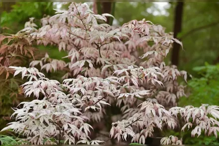 Укігумо Клен японський / Acer palmatum Ukigumo