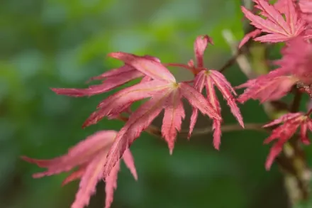 Wilson’s Pink Dwarf Acer palmatum / Клен японський Вілсонс Пінк Дварф