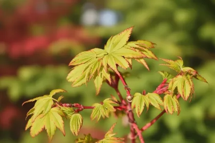 Клен японський Вінтер Флейм / Acer palmatum Winter Flame
