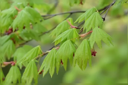Клен японський Вітіфоліум / Acer japonicum Vitifolium