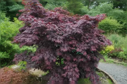 Yasemin Acer palmatum / Клен японський Ясемін