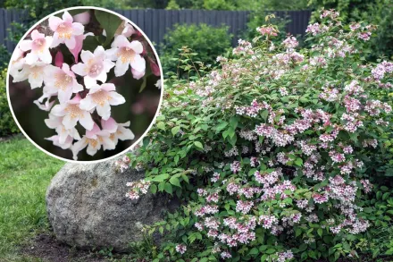 Кольквіція / Kolkwitzia amabilis