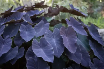 Блек Меджик Колоказія / Colocasia esculenta Black Magic