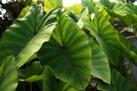 Блу Гаваї Колоказія / Colocasia esculenta Blue Hawaii