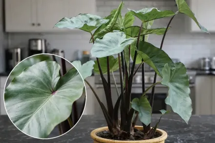 Колоказія Фонтанезі / Colocasia esculenta Fontanesii