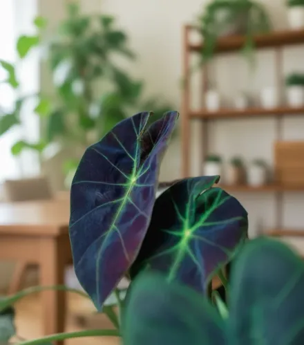 Illustris Colocasia esculenta / Колоказія Іллюстріс