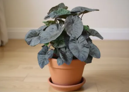 Колоказія Кона Кофі / Colocasia esculenta Kona Coffee