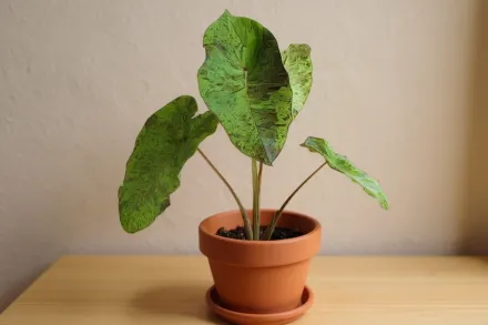 Мохіто Колоказія / Colocasia esculenta Mojito