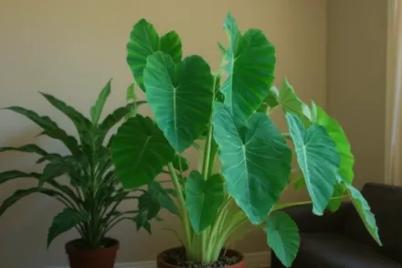 Колоказія їстівна / Colocasia esculenta