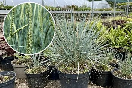 Колосняк піщаний / Leymus arenarius