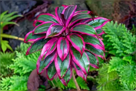 Кордиліна кущова / Cordyline fruticosa