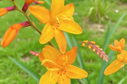 John Boots Crocosmia / Крокосмія Джон Бутс