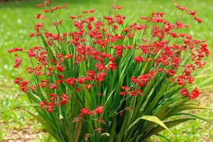 Emberglow Crocosmia / Крокосмія Емберглоу