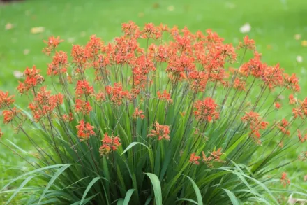 Люцифер Крокосмія / Crocosmia Lucifer
