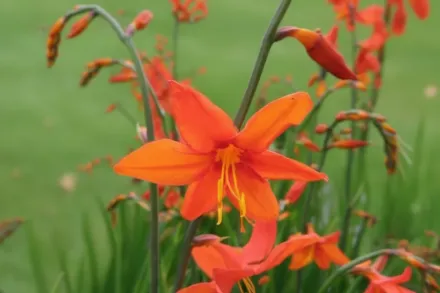 Babylon Crocosmia x crocosmiiflora / Крокосмія Вавилон