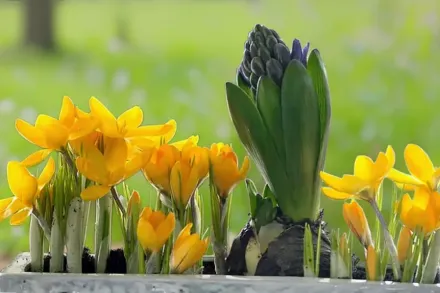 Golden Bunch Crocus ancyrensis / Крокус анкарський Голден Банч