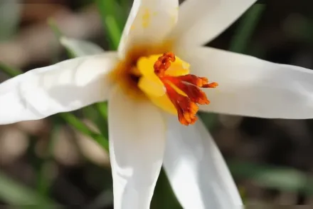 Крокус Флейшера / Crocus fleischeri