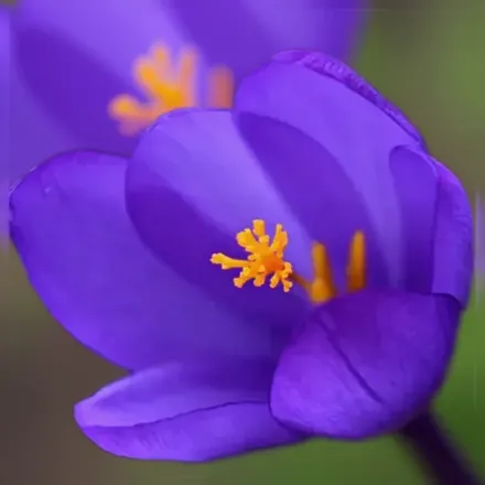 Крокус гарний Конкерор / Crocus speciosus Conqueror