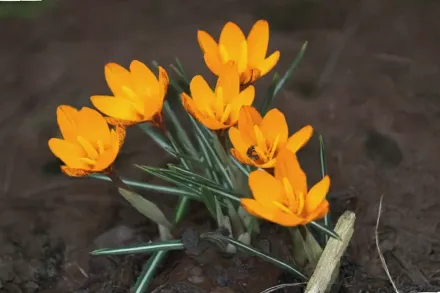 Orange Monarch Crocus olivieri subsp. balansae / Крокус Олівєрі Балансе Оранж Монарх