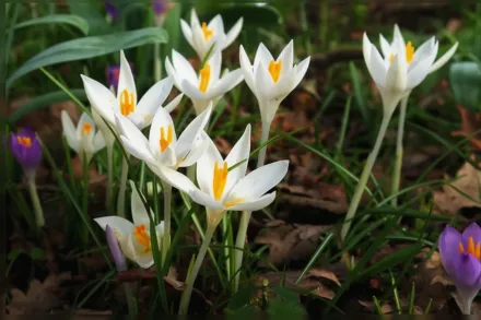 Альбус Крокус Томазіні / Crocus tommasinianus Albus