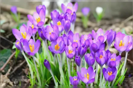 Барс Пурпл Крокус Томазіні / Crocus tommasinianus Barr’s Purple